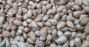 بازار فروش بادام پوست کاغذی درجه یک 09120774128