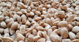 قیمت روز بادام درختی پوست کاغذی در بازار ۰۹۱۲۰۷۷۴۱۲۸