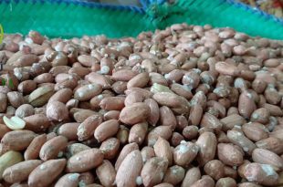 فروش بادام زمینی شرکت زرین 09120774128