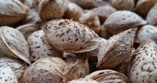 مرکز خرید بهترین بادام منقا 09120774128