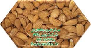 مرکز خرید بادام 09120774128