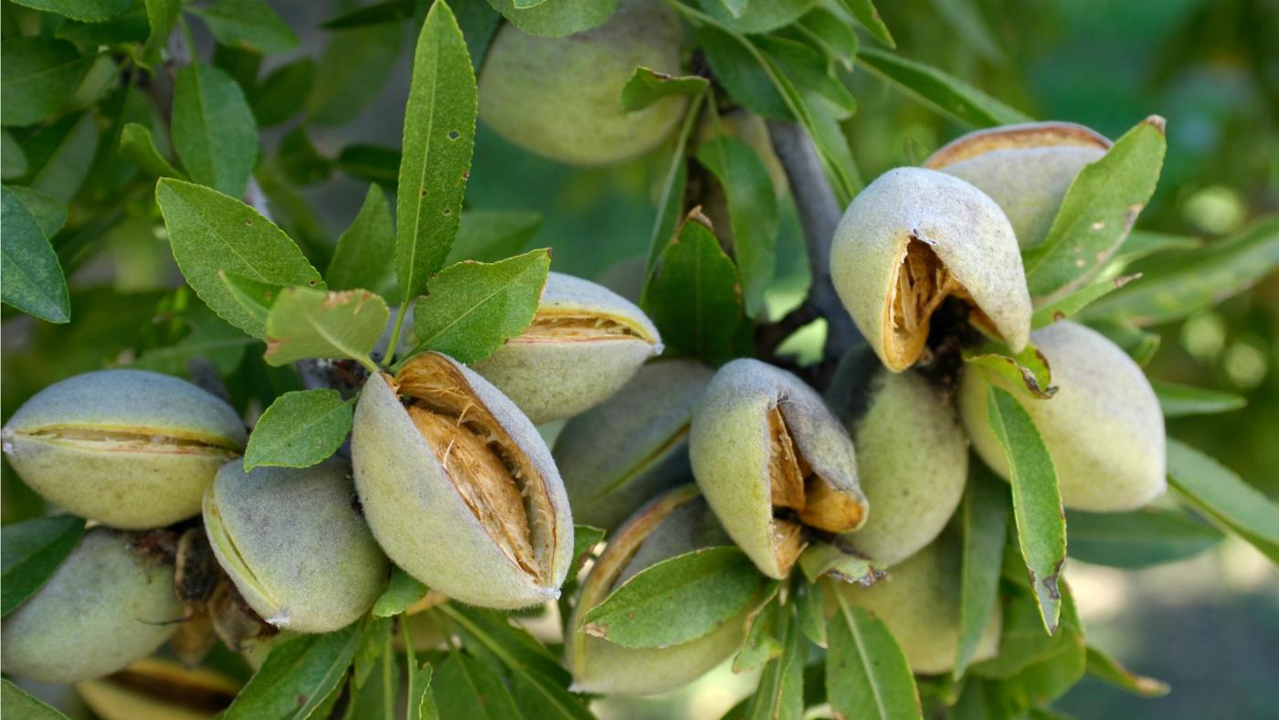 فروش بادام با پوست سبز 09120774128