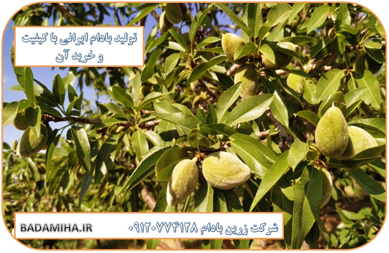 قیمت بادام مامایی 09120774128