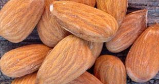 صادرات بادام درختی