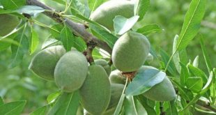 فروش عمده بادام پوست کاغذی