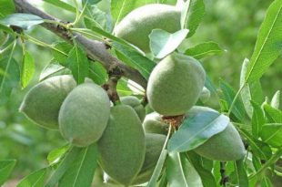 فروش عمده بادام پوست کاغذی