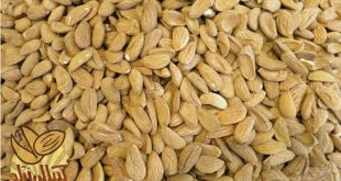 صادرات بادام درختی