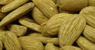 شرکت زرین بادام . فروش بادام مامایی 09120774128