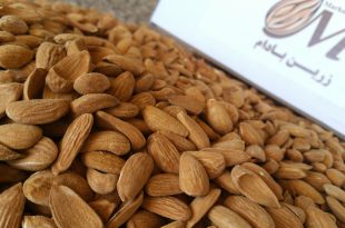 فروش بادام مامایی به هند 09120774128