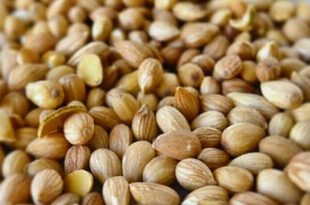 فروش مغز بادام کوهی ایران 09120774128