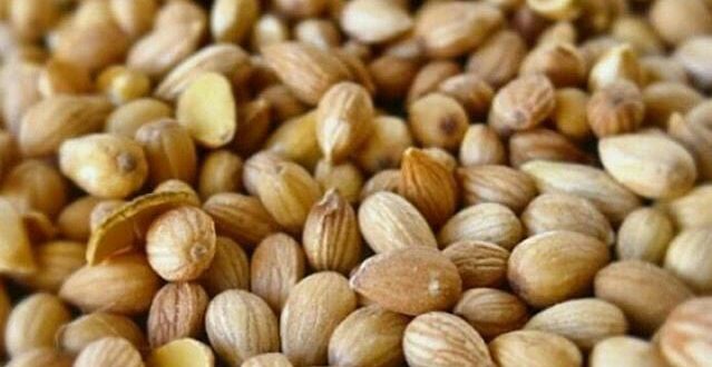 فروش مغز بادام کوهی ایران 09120774128