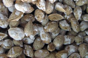 فروش عمده بادام کاغذی