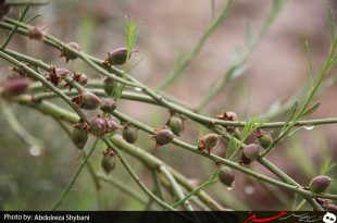 فروش مغز بادام کوهی ایران