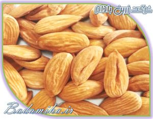 بادام تازه ۰۹۱۲۰۷۷۴۱۲۸