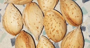 فروش بادام کاغذی 09120774128