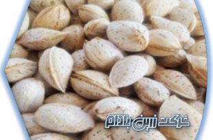 فروش بادام محب شرکت زرین بادام 09120774128