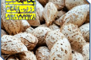 فروش بادام محب درجه یک شرکت زرین بادام ۰۹۱۲۰۷۷۴۱۲۸