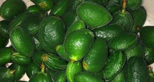 فروش چغاله بادام ۰۹۱۲۰۷۷۴۱۲۸