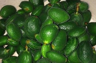 فروش چغاله بادام ۰۹۱۲۰۷۷۴۱۲۸