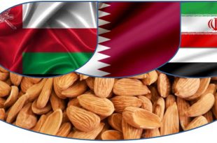 صادرات بادام مامایی به امارات ، قطر و عمان 09120774128