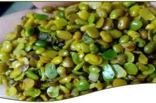 ارزانترین مغز پسته ایران فروش عمده 09120774128