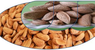 آخرین قیمت بادام درختی در سال 98 09120774128