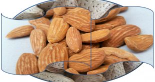 فروش بادام ممتاز ایرانی 09120774128