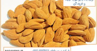 تولید بادام ایرانی 09120774128