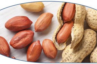 فروش بادام زمینی شرکت زرین 09120774128